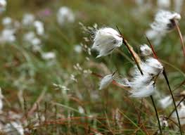 Attēlu rezultāti vaicājumam “Eriophorum gracile fruit”