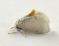 Attēlu rezultāti vaicājumam “Euproctis similis imago”