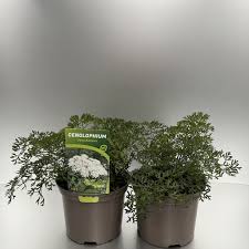 Attēlu rezultāti vaicājumam “Cenolophium denudatum leaf”