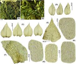 Attēlu rezultāti vaicājumam “Eurhynchium praelongum”