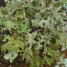 Attēlu rezultāti vaicājumam “Tuckermannopsis chlorophylla”