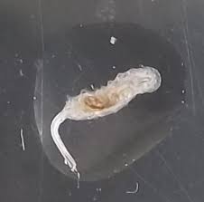 Attēlu rezultāti vaicājumam “Helophilus sp.”