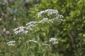 Attēlu rezultāti vaicājumam “Valeriana officinalis bud”