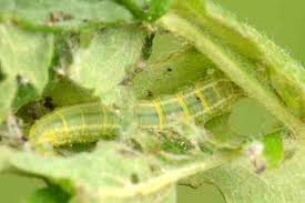 Attēlu rezultāti vaicājumam “Ypsolophidae”