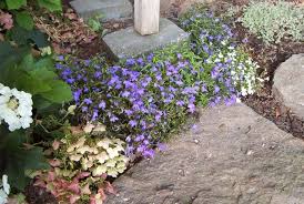 Attēlu rezultāti vaicājumam “Lobelia erinus”