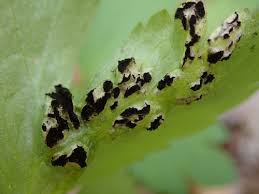 Attēlu rezultāti vaicājumam “Urocystis anemones”
