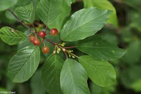 Attēlu rezultāti vaicājumam “Frangula alnus”