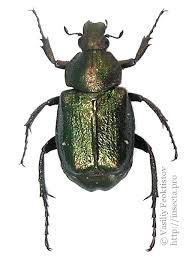 Attēlu rezultāti vaicājumam “Gnorimus variabilis”