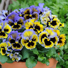 Image result for Viola wittrockiana