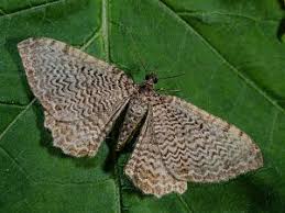 Attēlu rezultāti vaicājumam “Hydria undulata”