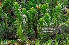 Attēlu rezultāti vaicājumam “Huperzia selago”