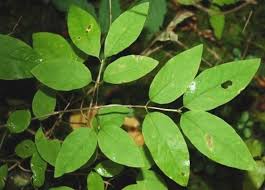 Attēlu rezultāti vaicājumam “Lonicera caerulea var. pallasii”