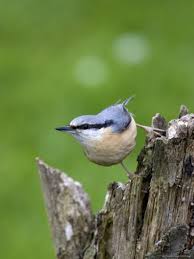 Attēlu rezultāti vaicājumam “Sitta europaea”