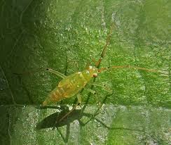 Attēlu rezultāti vaicājumam “Blepharidopterus angulatus”