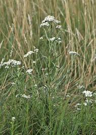 Attēlu rezultāti vaicājumam “Achillea ptarmica leaf”
