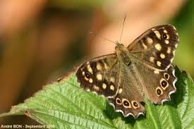 Attēlu rezultāti vaicājumam “Pararge aegeria upperside”