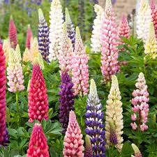 Attēlu rezultāti vaicājumam “Lupinus polyphyllus”