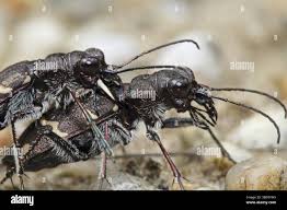 Attēlu rezultāti vaicājumam “Cicindela sylvatica”