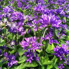 Attēlu rezultāti vaicājumam “Campanula glomerata flower”