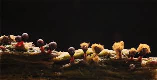 Attēlu rezultāti vaicājumam “Trichia botrytis var. cerifera macro”