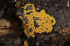 Attēlu rezultāti vaicājumam “Metatrichia floriformis stalked”