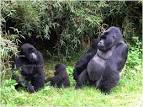 Facts About Gorilla - Interesting &amp; Amazing Information On Gorillas