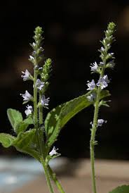 Attēlu rezultāti vaicājumam “Veronica officinalis”