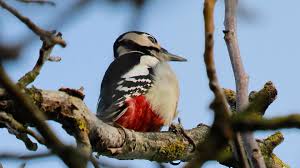 Attēlu rezultāti vaicājumam “Dendrocopos leucotos female”