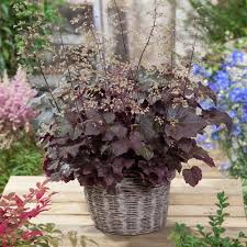 Image result for Heuchera `Palace Purple`