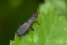 Attēlu rezultāti vaicājumam “Coremacera marginata”