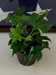 Attēlu rezultāti vaicājumam “Calystegia inflata leaf”