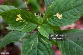 Attēlu rezultāti vaicājumam “Impatiens parviflora flower”