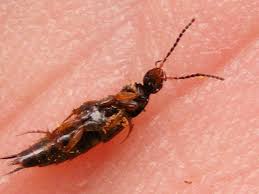 Billedresultat for rovbille