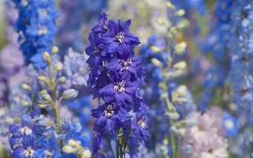Image result for Delphinium