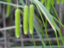 Attēlu rezultāti vaicājumam “Carex pseudocyperus female flower”