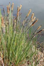 Attēlu rezultāti vaicājumam “Carex elata flower”