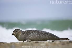 Image result for Phoca vitulina