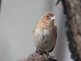 Image result for Passerina cyanea