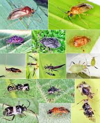 Attēlu rezultāti vaicājumam “Alloeotomus sp.”