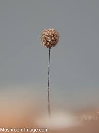 Attēlu rezultāti vaicājumam “Paradiacheopsis rigida stalked”