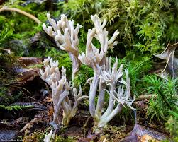 Attēlu rezultāti vaicājumam “Ramariopsis kunzei”