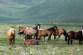 Attēlu rezultāti vaicājumam “Equus ferus caballus”