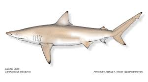 Image result for Carcharhinus brevipinna