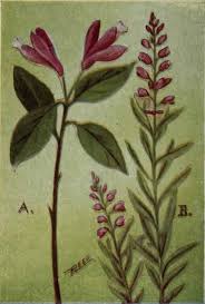 Attēlu rezultāti vaicājumam “Polygalaceae”