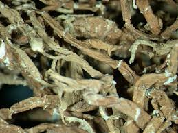 Attēlu rezultāti vaicājumam “Evernia divaricata”