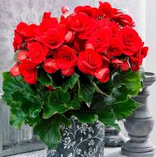 Image result for Бегония Элатиор 12х22 4601887072423