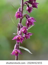 Attēlu rezultāti vaicājumam “Epipactis atrorubens flower”
