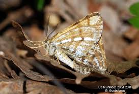 Attēlu rezultāti vaicājumam “Bupalus piniaria female”