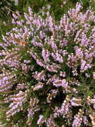 Attēlu rezultāti vaicājumam “Calluna vulgaris bud”