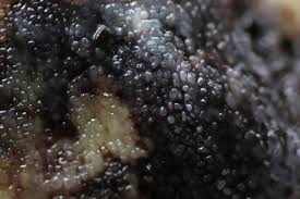 Attēlu rezultāti vaicājumam “Tubifera ferruginosa (subsp. ferruginosa) sessile”